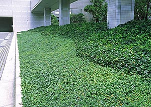 ベストホーム 岡山 人気の植木 グランドカバープランツ ビンカ ミノール